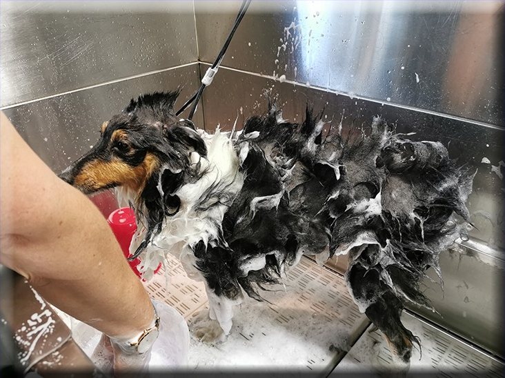 Ein Hund wird im Salon Gigolo in der Edelstahlwanne gebadet.
