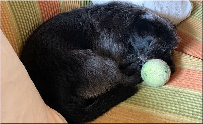 Schwarze Katze schläft entspannt auf einer Matte im Salon.