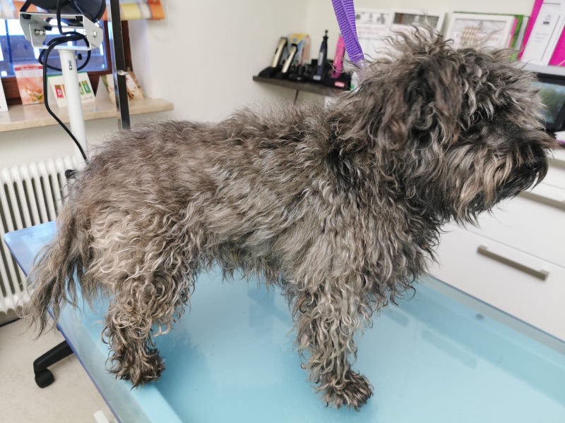 Drahthaariger Hund nach dem Trimmen auf dem Pflegetisch.