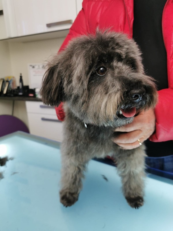 Dunkler drahthaariger Hund wird nach der Pflege gehalten.