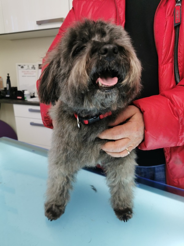 Hund mit lockigem dunklem Fell auf dem Arm nach der Pflege.