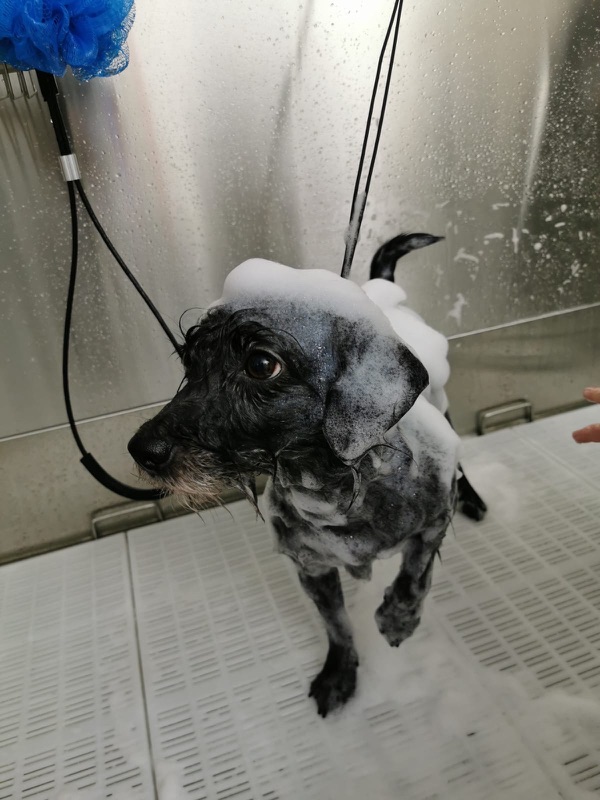 Hund beim Baden in der Waschstation des Salons.