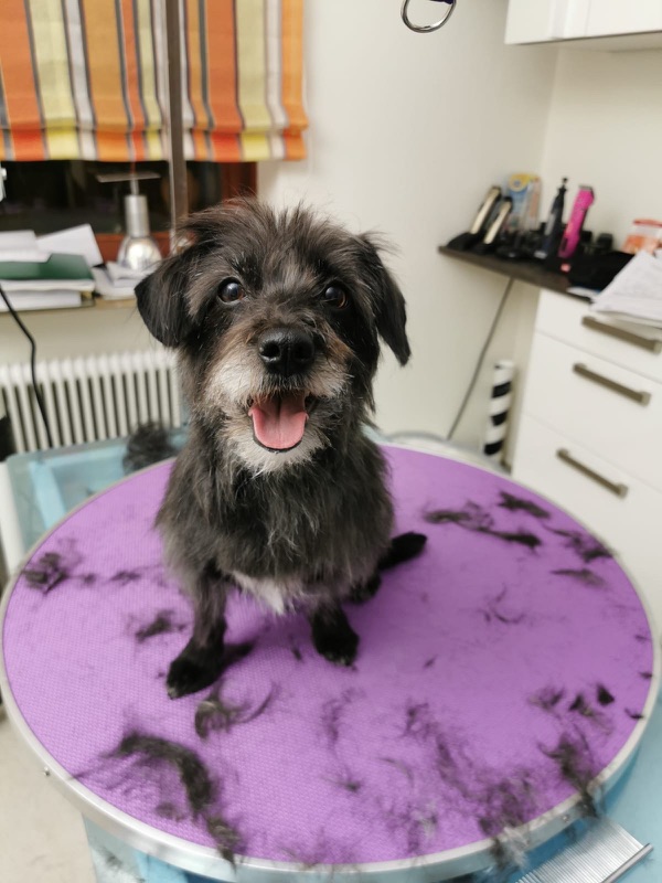 Fröhlicher Hund mit offenem Maul auf der violetten Pflegematte.