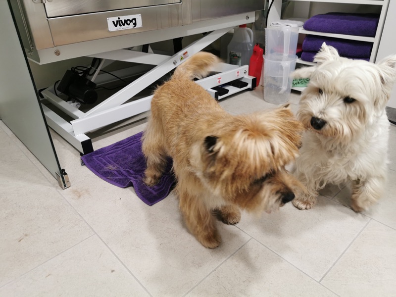Zwei kleine Hunde mit hellem Fell im Salon.