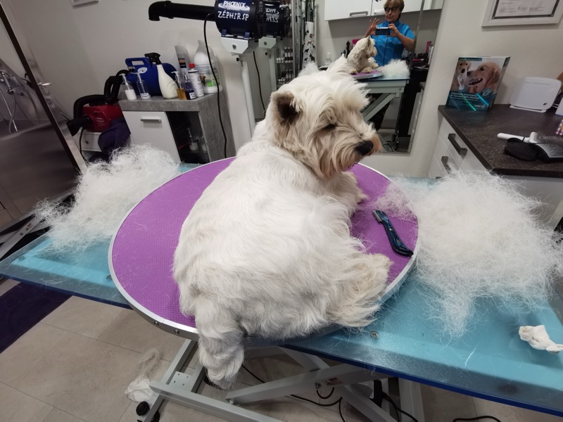 Weißer Hund nach der Pflege auf dem Pflegetisch.