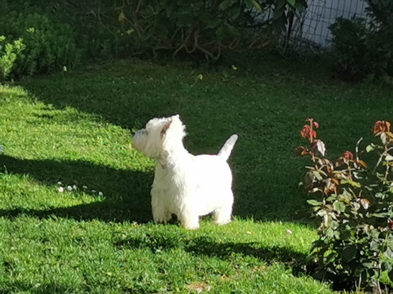 Kleiner weißer Hund im Garten.