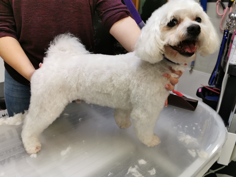 Weißer Hund mit lockigem Fell wird auf dem Pflegetisch frisiert.