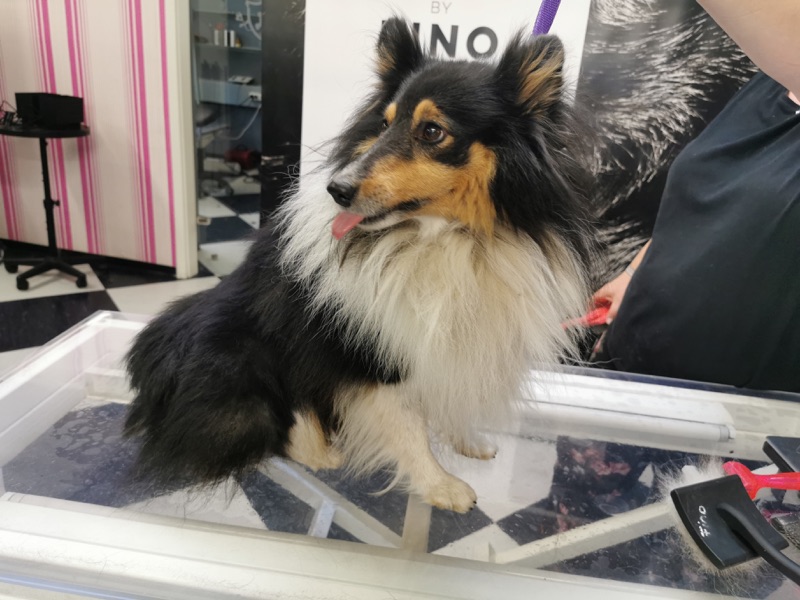 Schwarz-brauner Hund mit langem Fell im Salon.