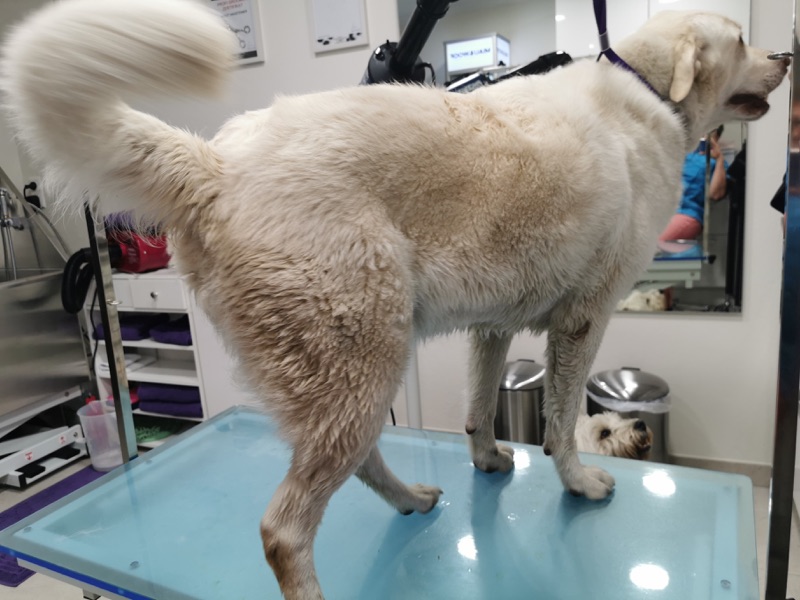 Hund mit hellem Fell nach der Schur auf dem Pflegetisch.