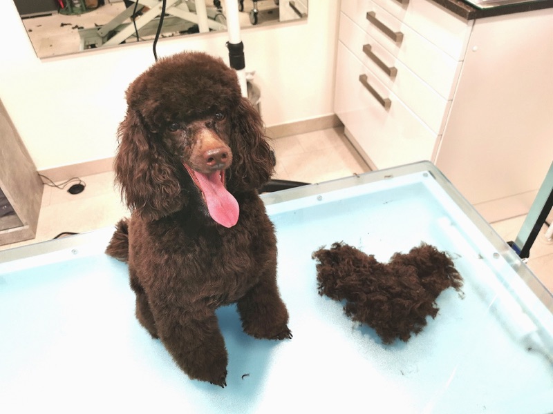 Brauner Pudel in der Badewanne des Salons.